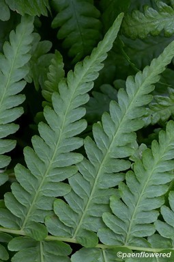Underside of pinnules on sterile frond